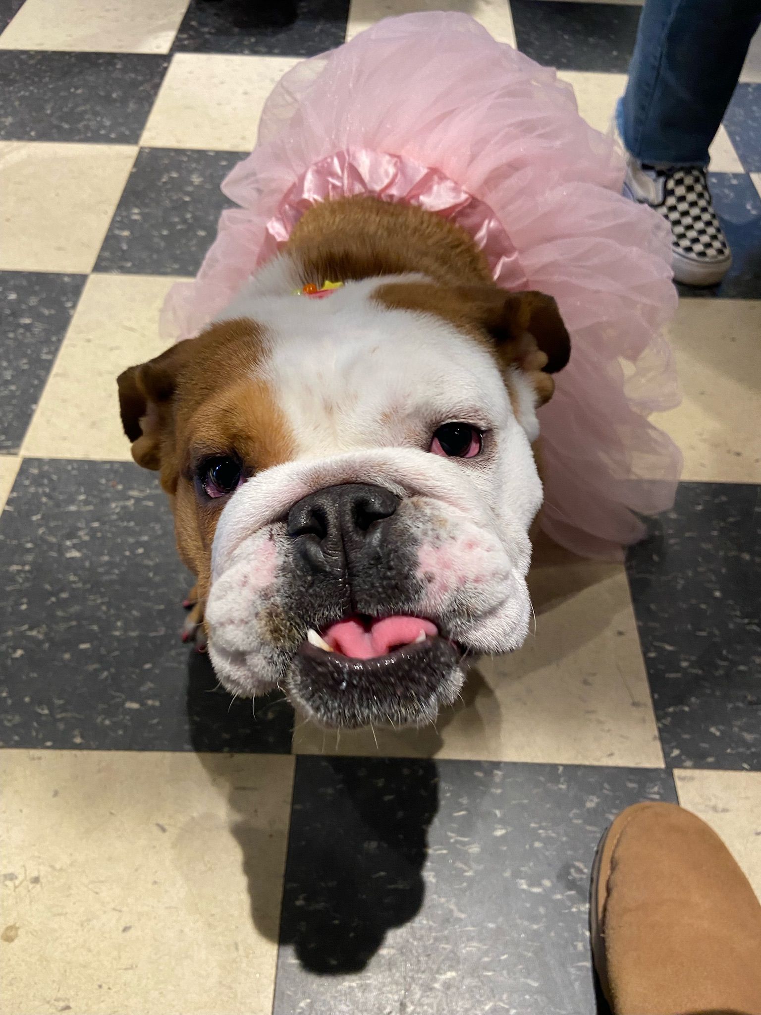 Dog in pink tutu skirt