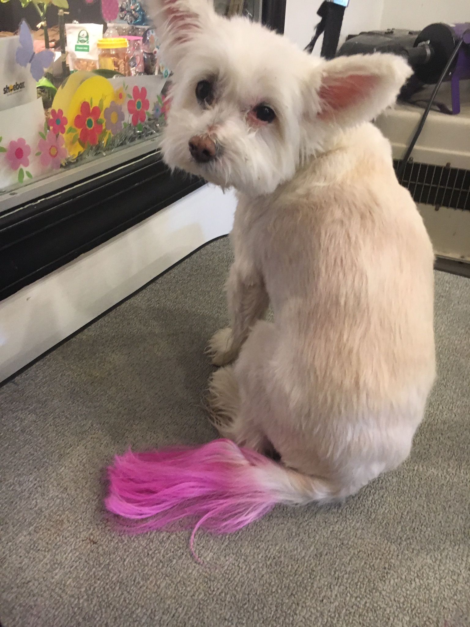 Small dog with pink tail