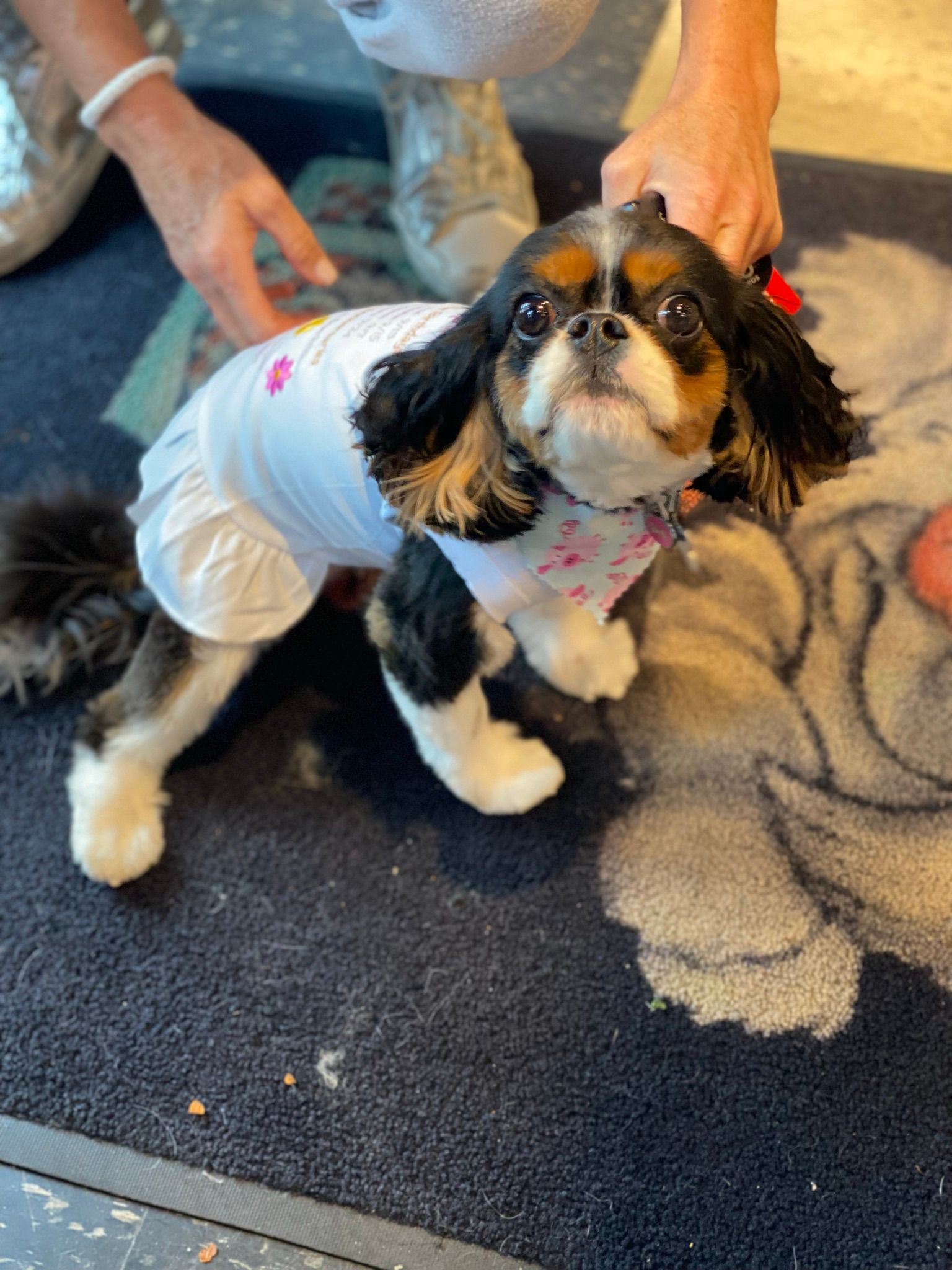 Cute dog with white dress