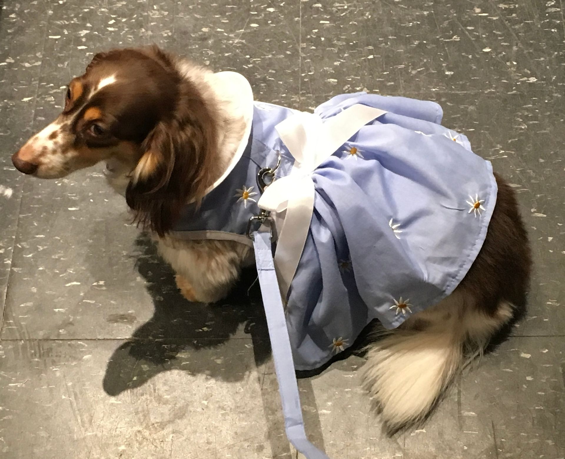 Cute dog in a dress