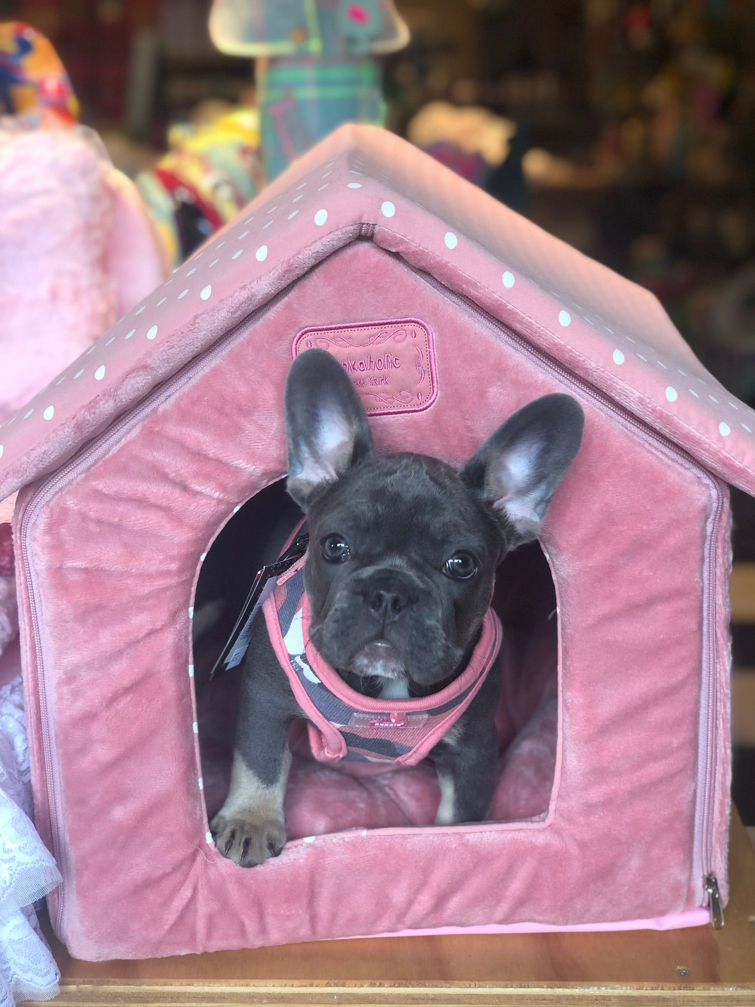 Cute dog in a pink house