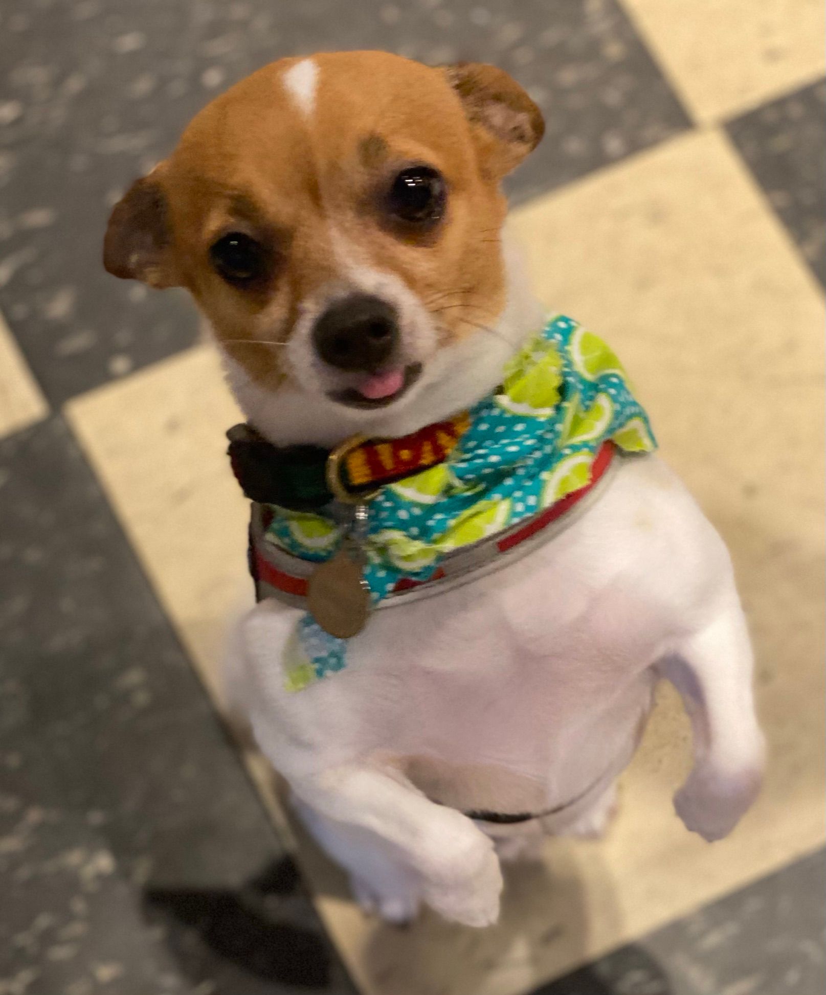 Chihuahua with a scarf