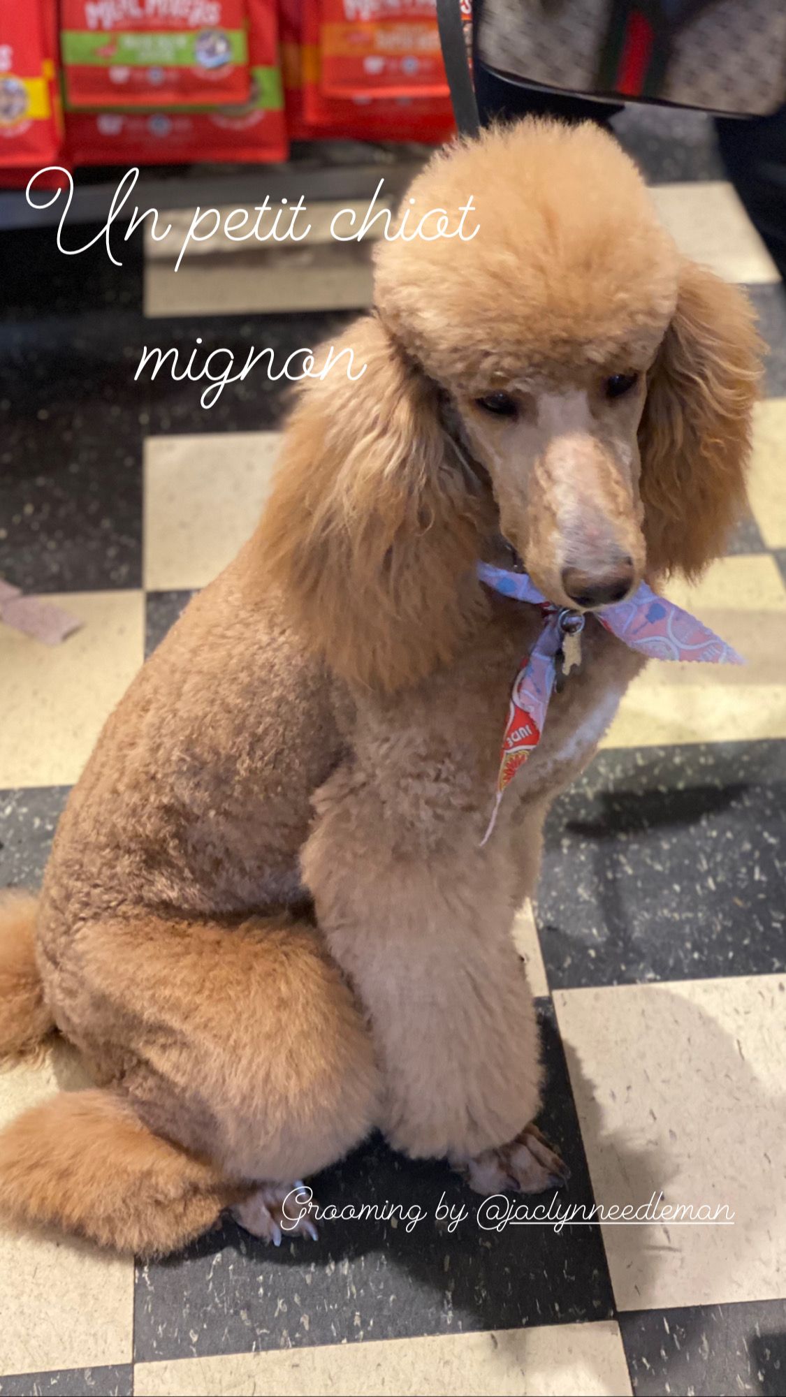 Cute poodle with a great hair