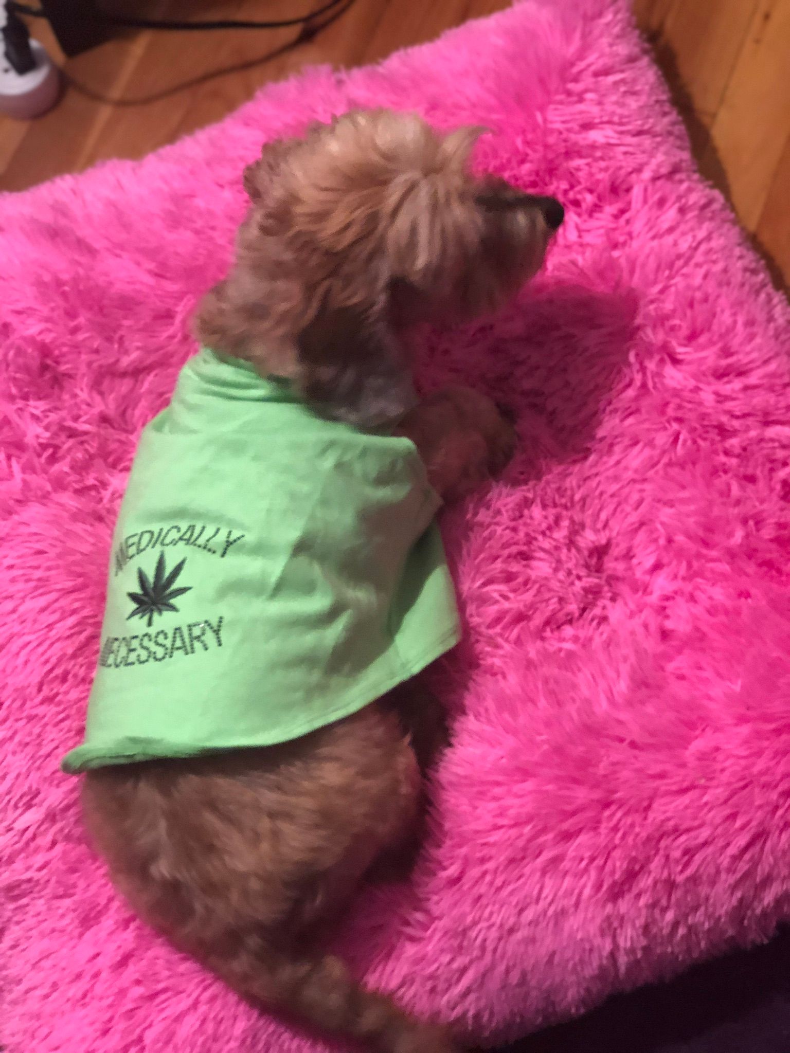 Cute dog in pink pillow