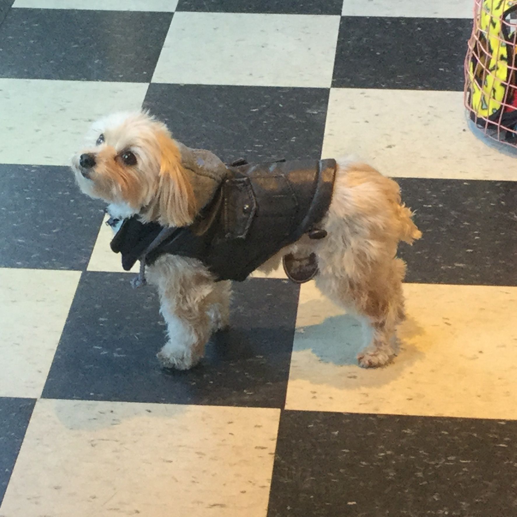 Small dog with a leather outfit