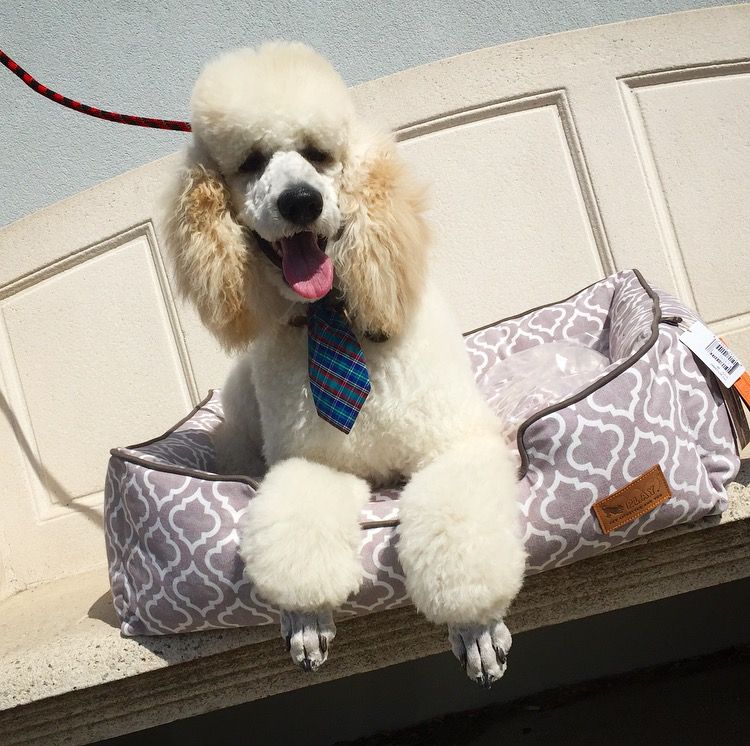 Cute dog with a necktie