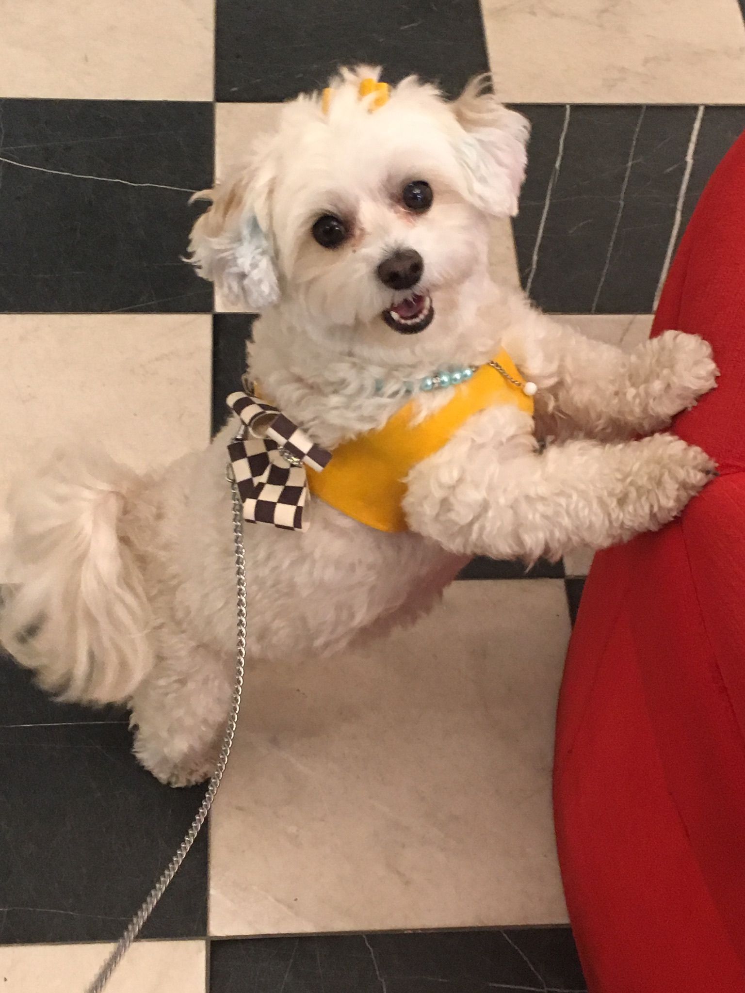 Cute dog with yellow leash