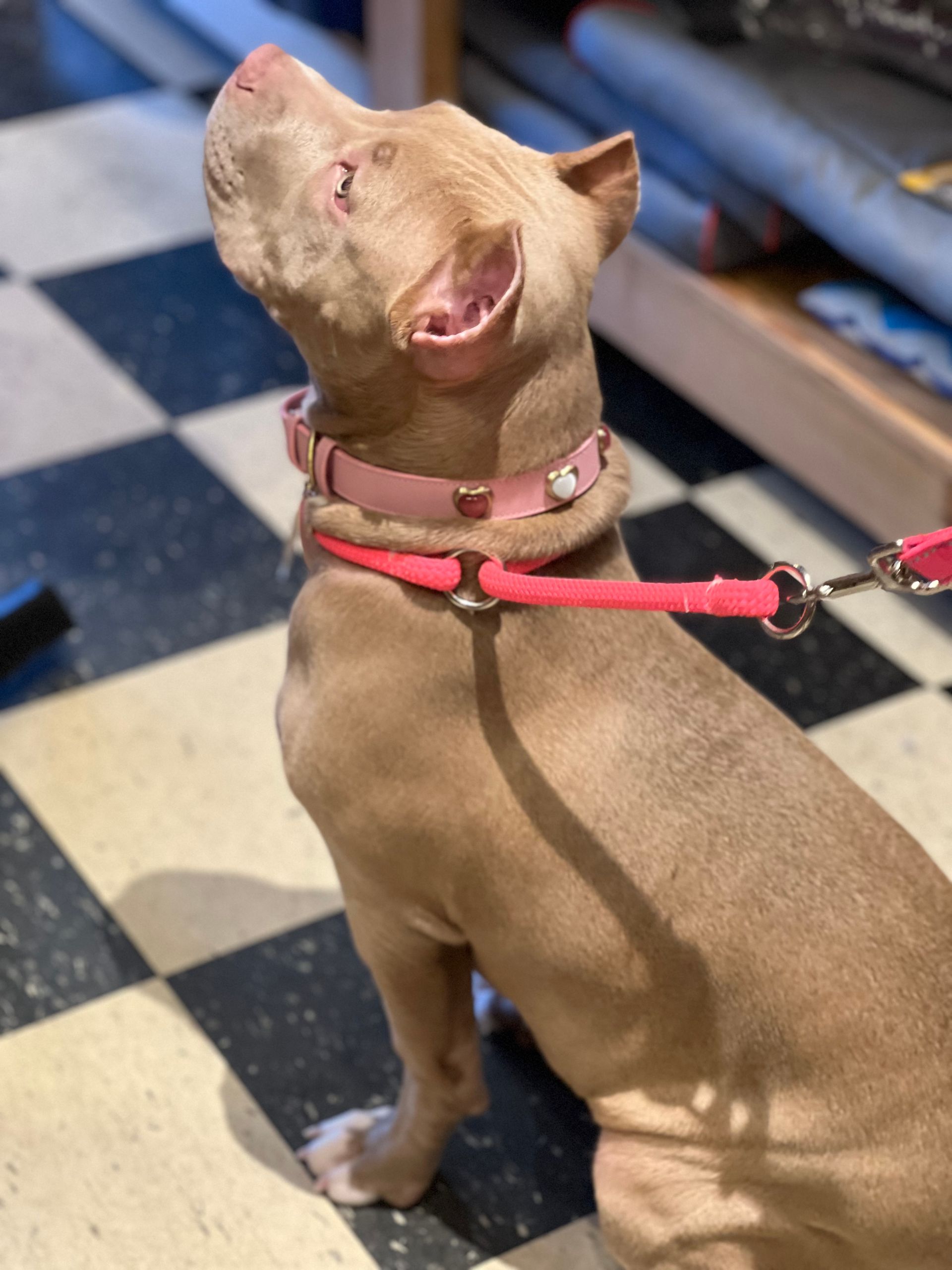 Dog with a cute leash