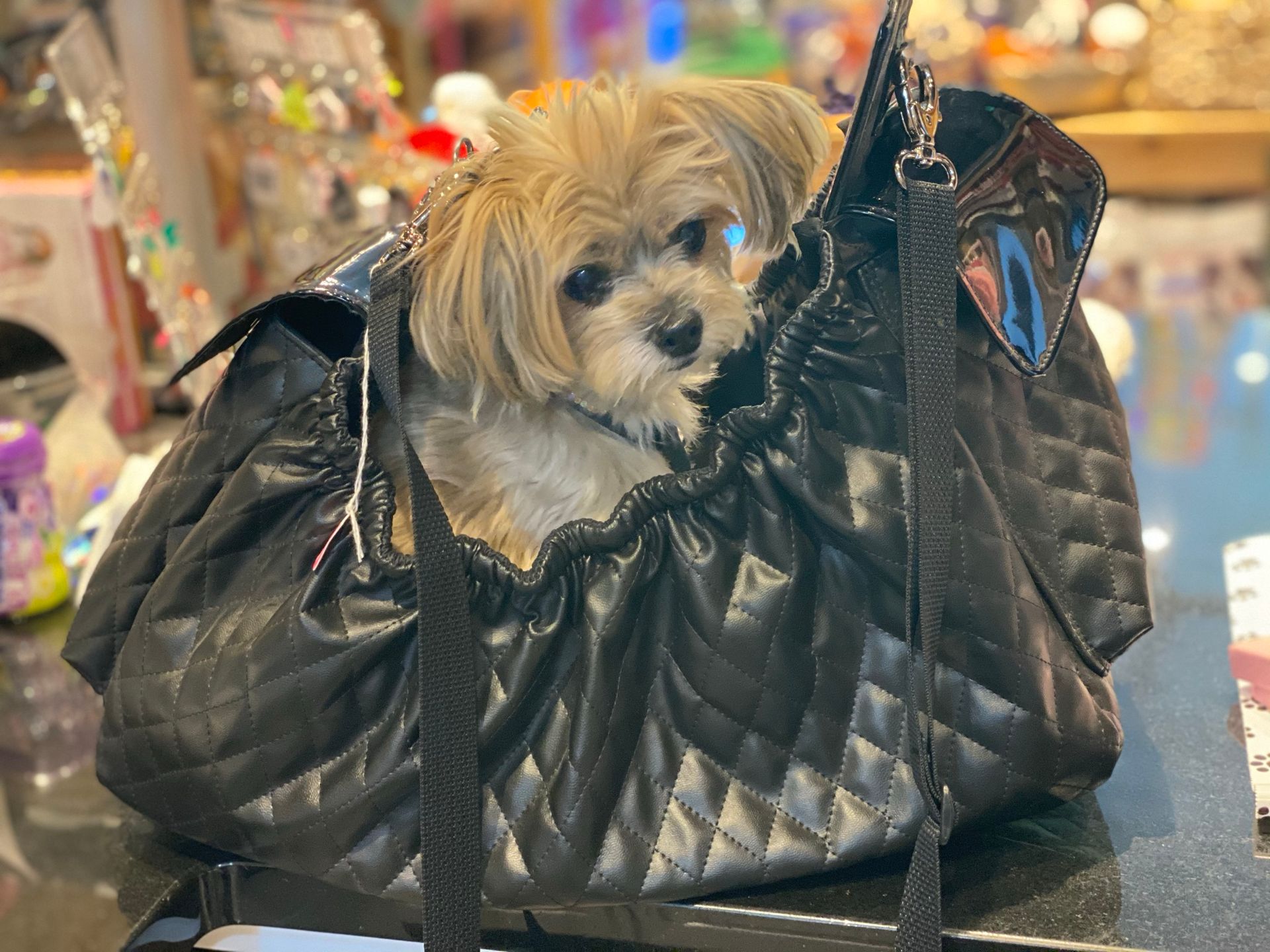 Small dog in a bag