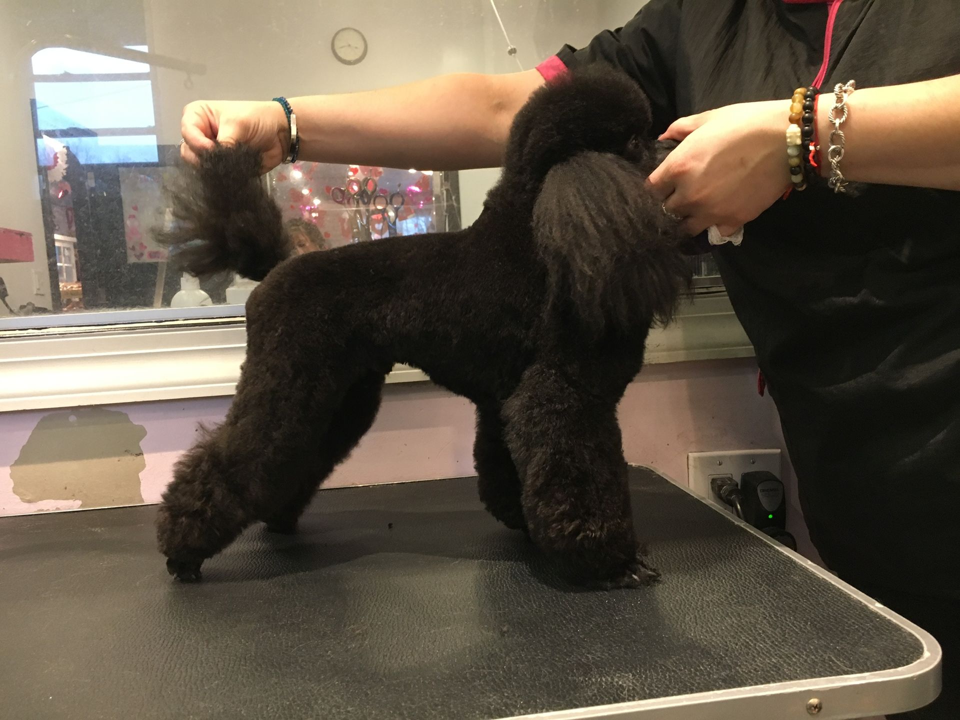 Black poodle