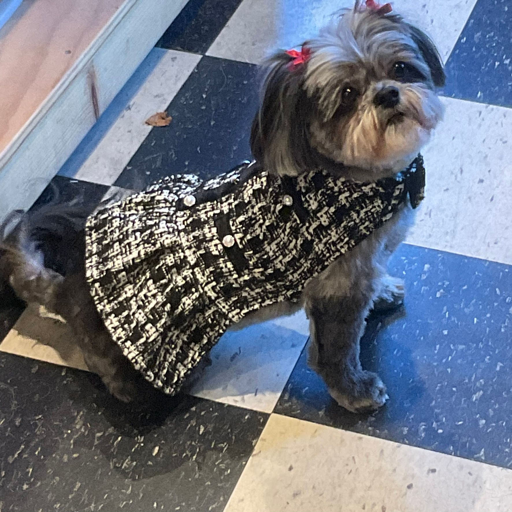 Dog with a cute outfit