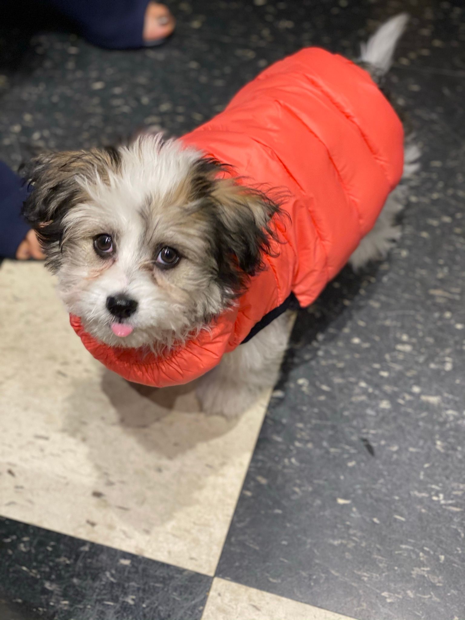 Cute dog with winter coat
