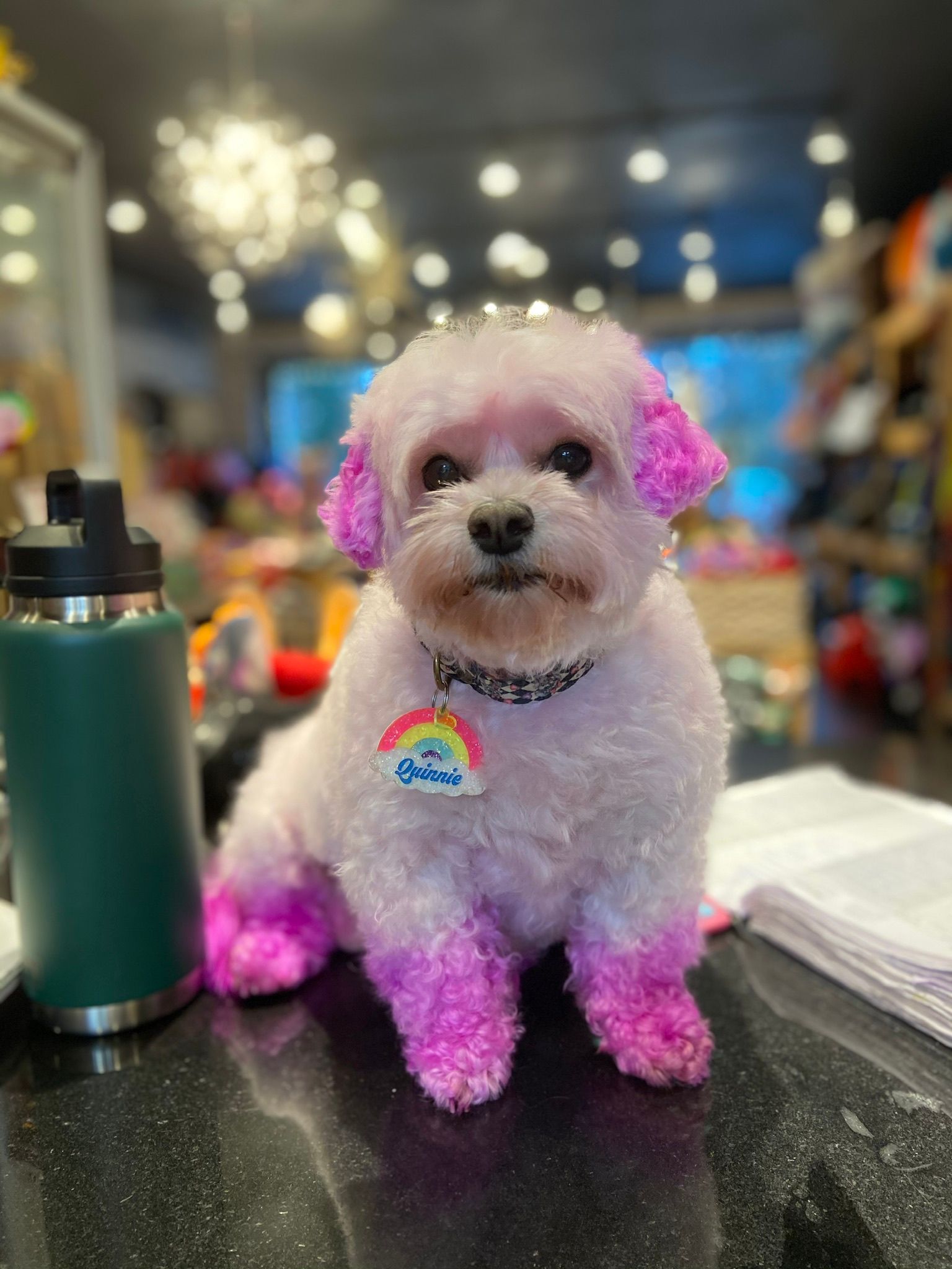 Cute dog with pink paws and ears