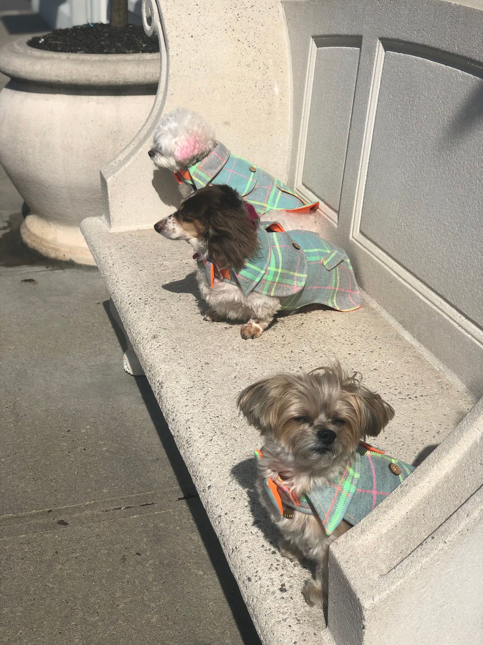 Cute puppies with a dress