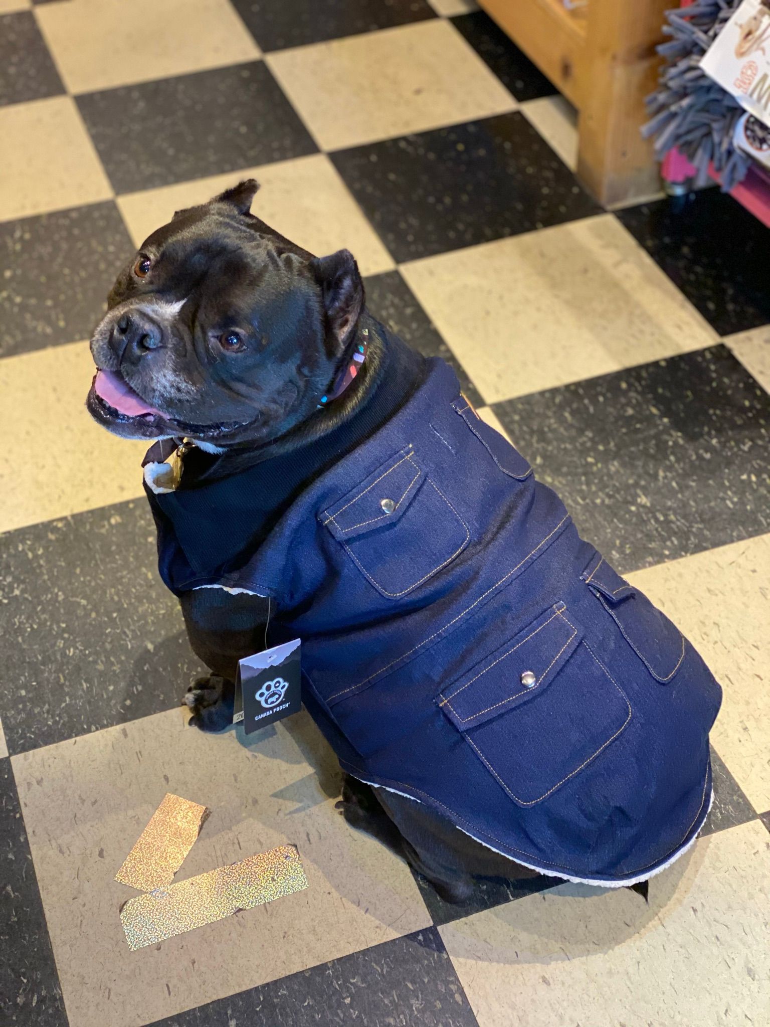 Cute dog with denim outfit