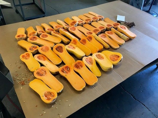 Split Butternut Squash Laid Out