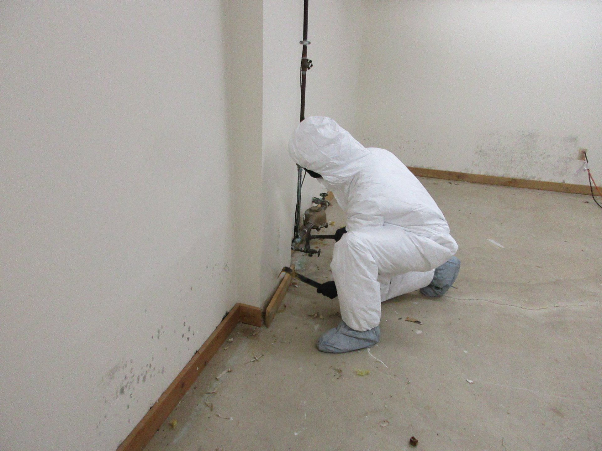 Mold inspection