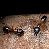 Odorous house ants