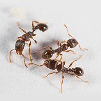 Pavements ants