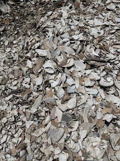Clam Shells