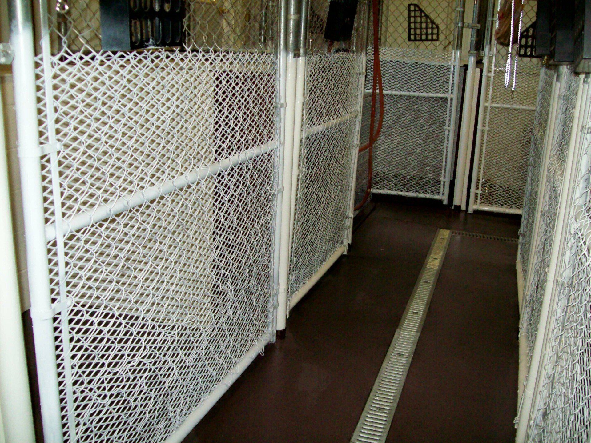 Cute & Curly kennels