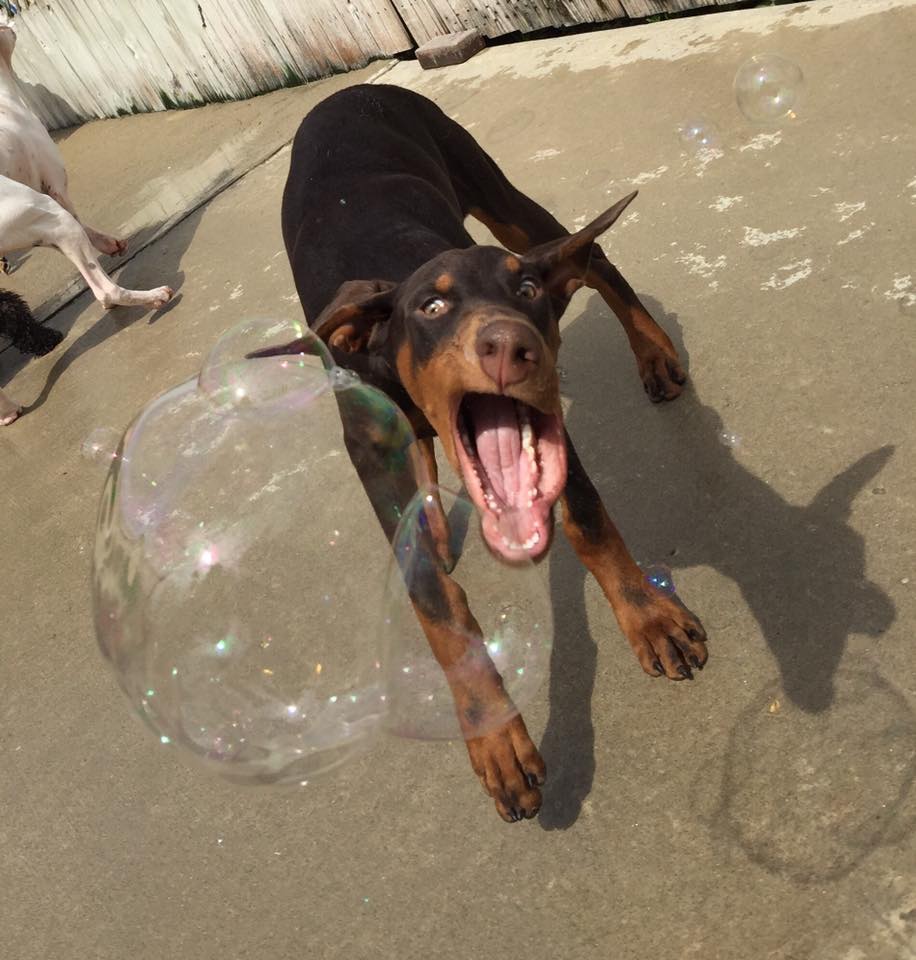 Dog and bubble