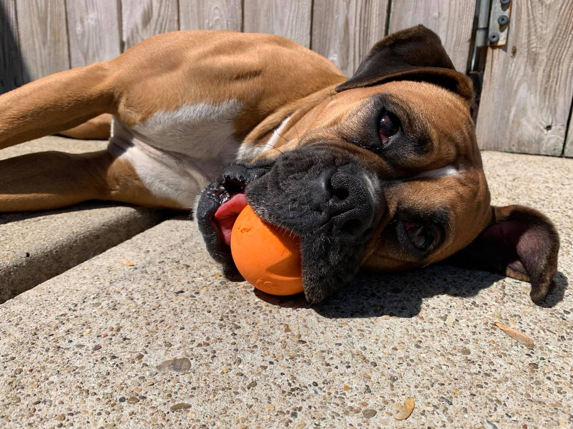Animal Ark - day care - dog with ball