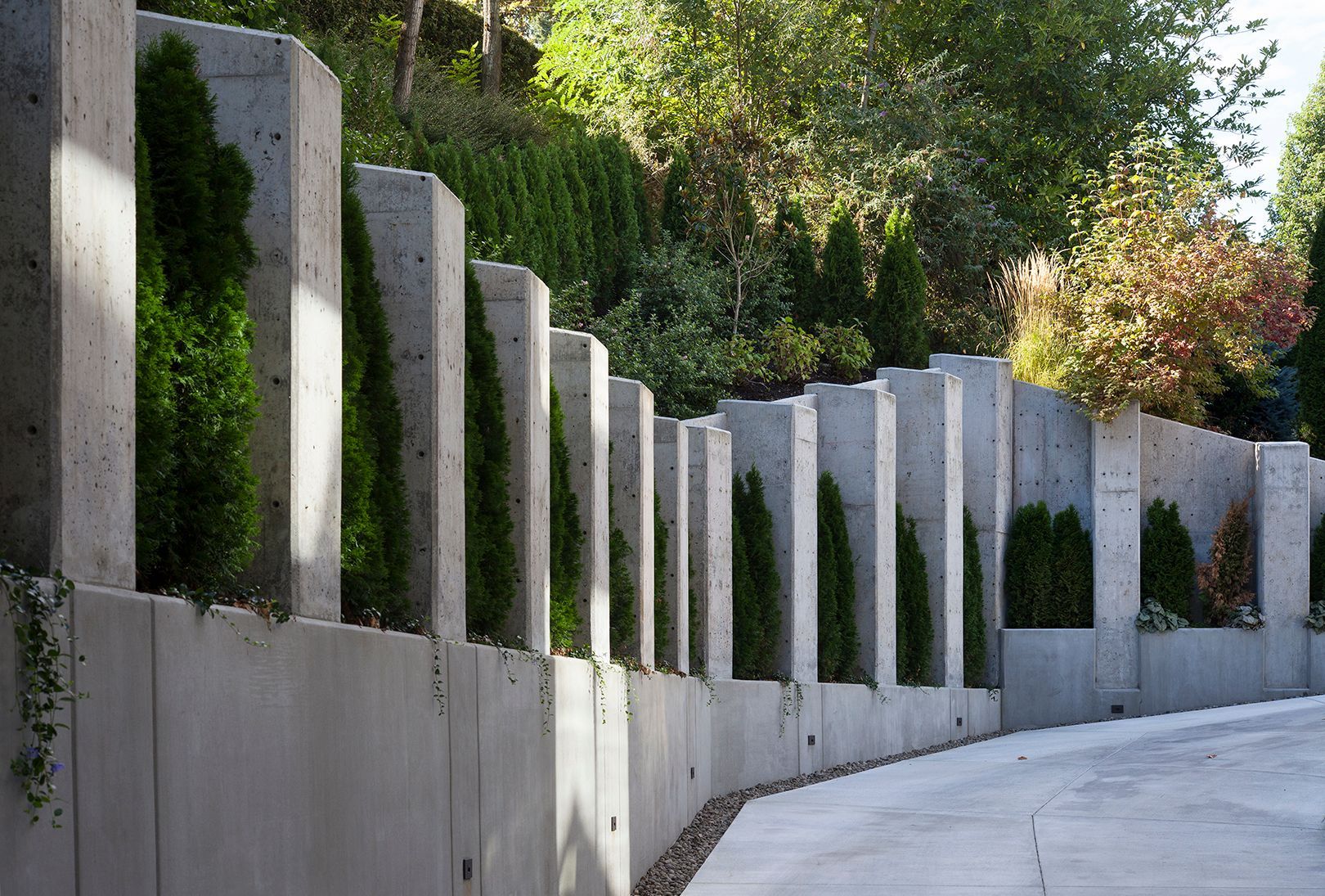 A concrete wall with trees growing on it along a driveway.