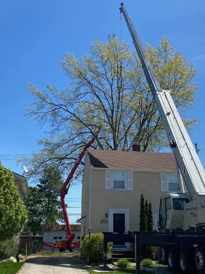 A crane trimming a tall tree next to a two-story house on a sunny day.