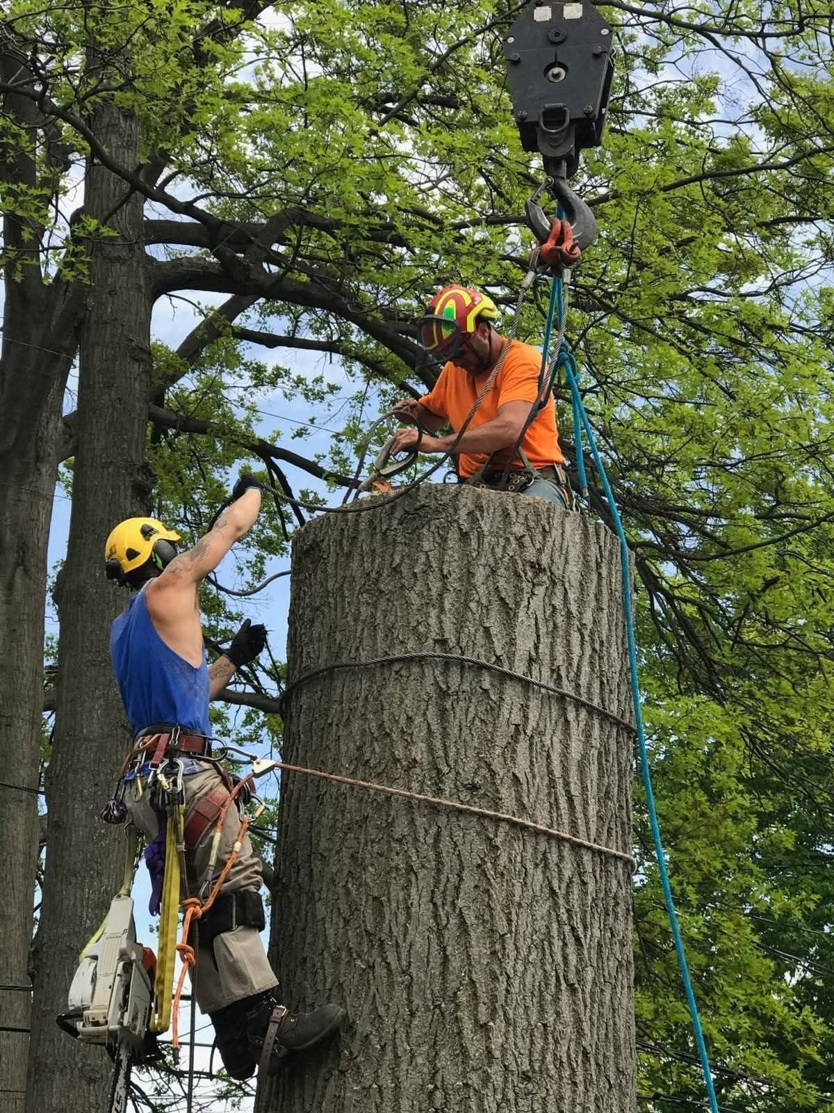 Two arborists atop a tree stump using a crane. One is attaching ropes while the other works with the crane.