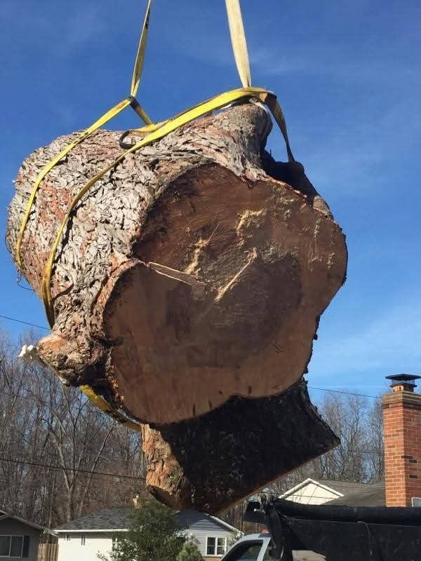 Large tree trunk section suspended by yellow straps, blue sky background.
