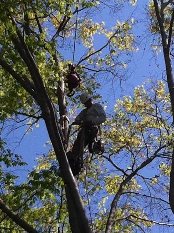 Arborist in tree, cutting branches with a chainsaw. A red bag hangs above. Blue sky, green leaves.
