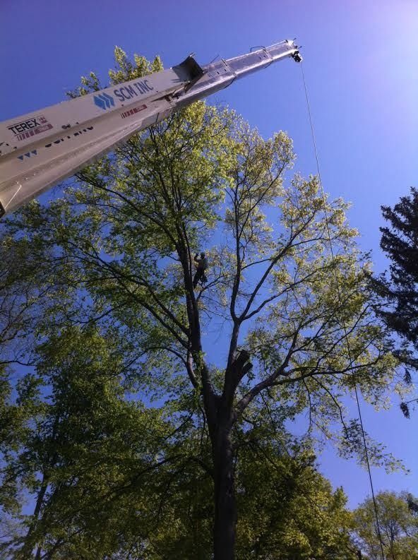 Crane trimming a tall tree against a clear blue sky.