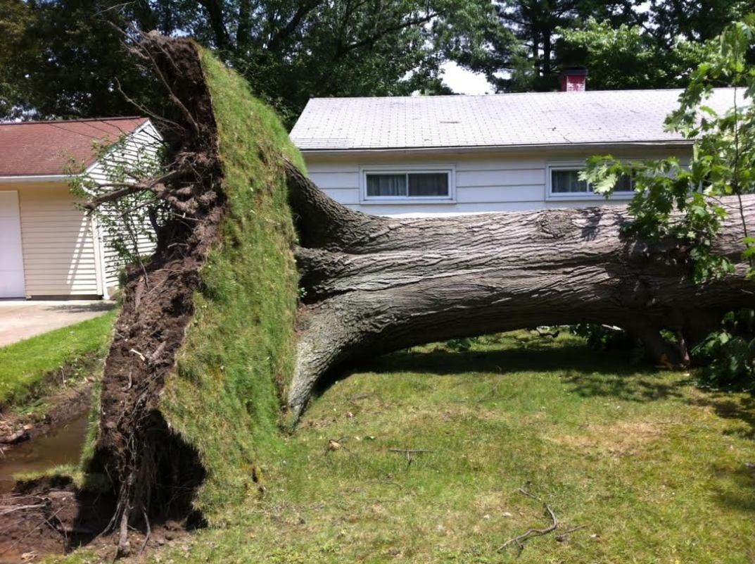 Fallen tree on grass with exposed roots near a house.