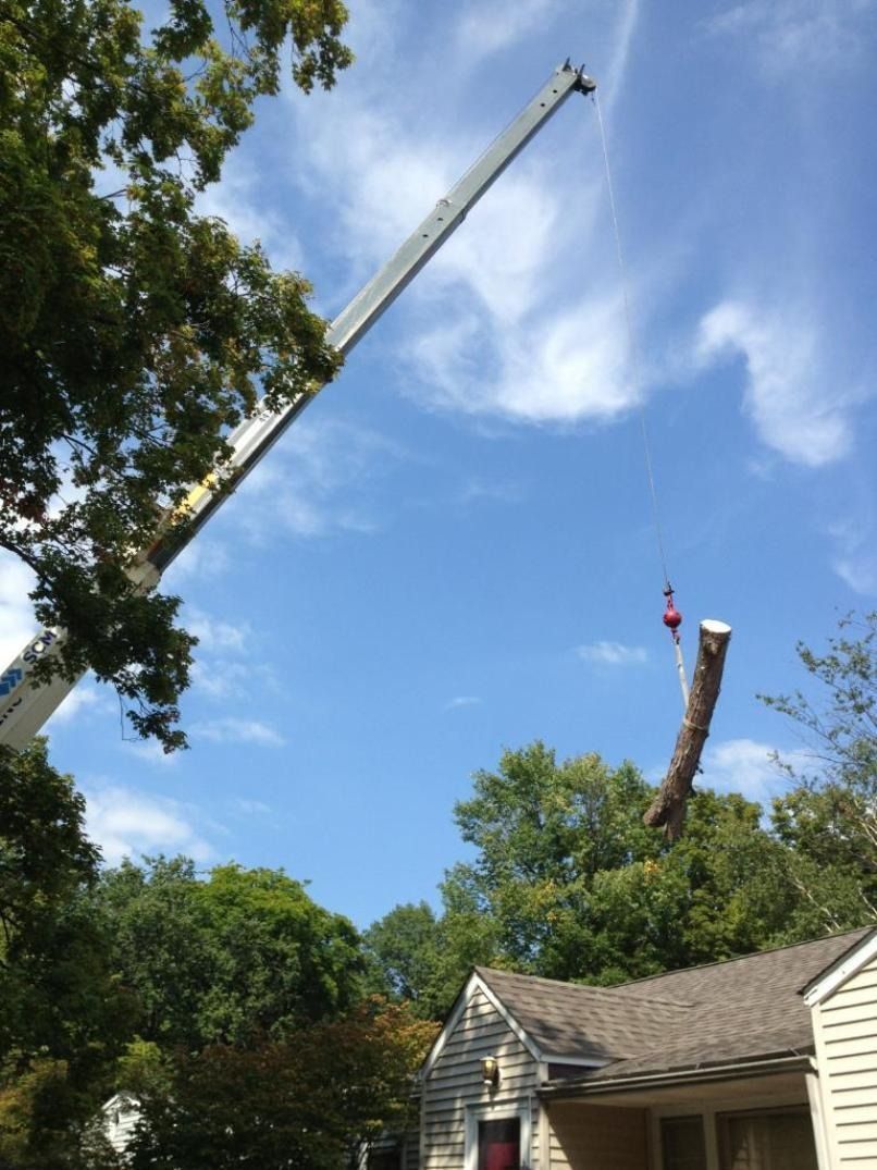 A crane lifting a tree section near a house with a blue sky background.