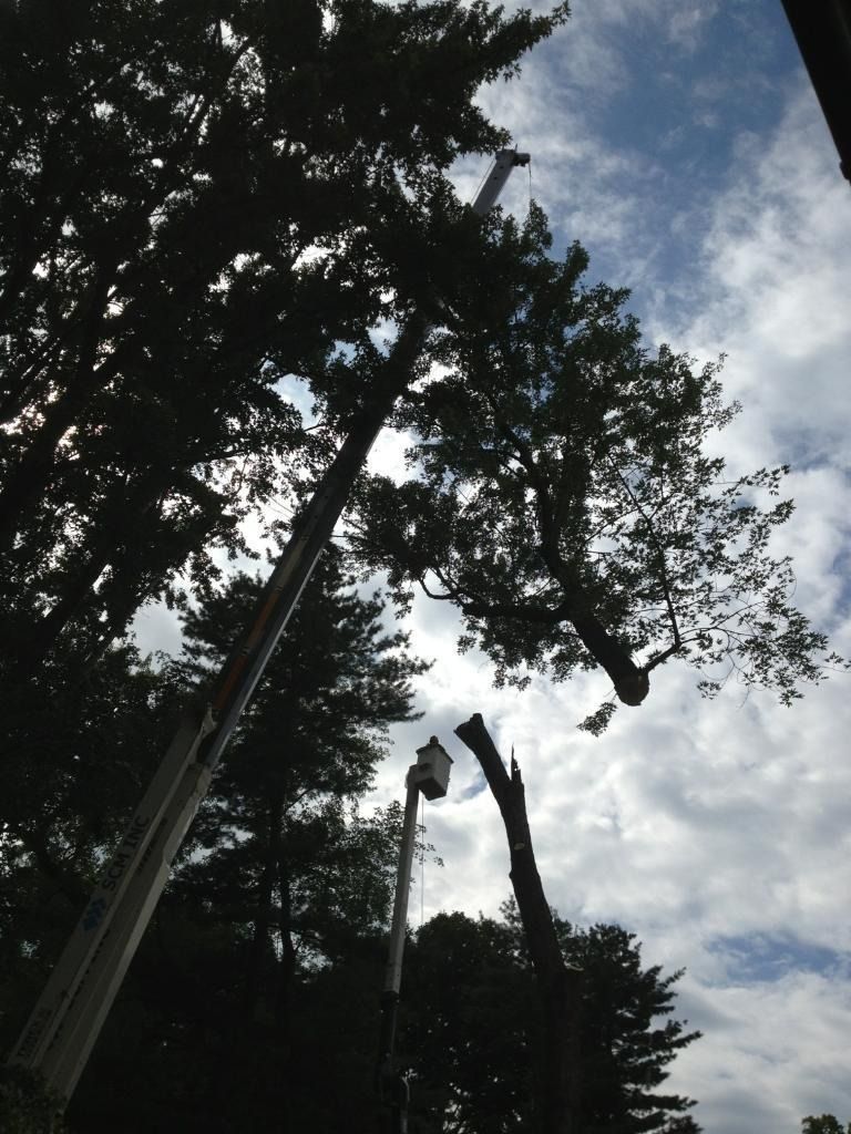 Two tree trimmers in bucket lifts trimming a tall tree against a cloudy sky.