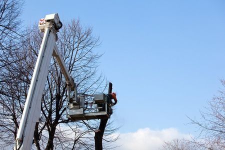 Bucket truck trimming a tree against a blue sky.