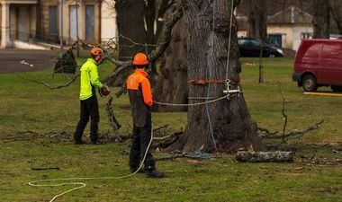 Two arborists trimming a large tree in a grassy area; one in yellow, one in orange, both wearing helmets.