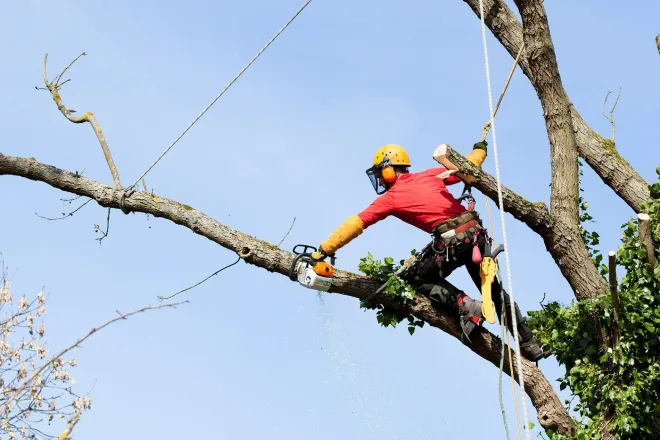 Arborist using a chainsaw on a tree branch, wearing protective gear. Blue sky background.
