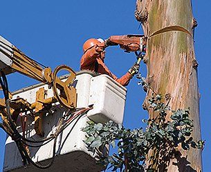 Tree removal services