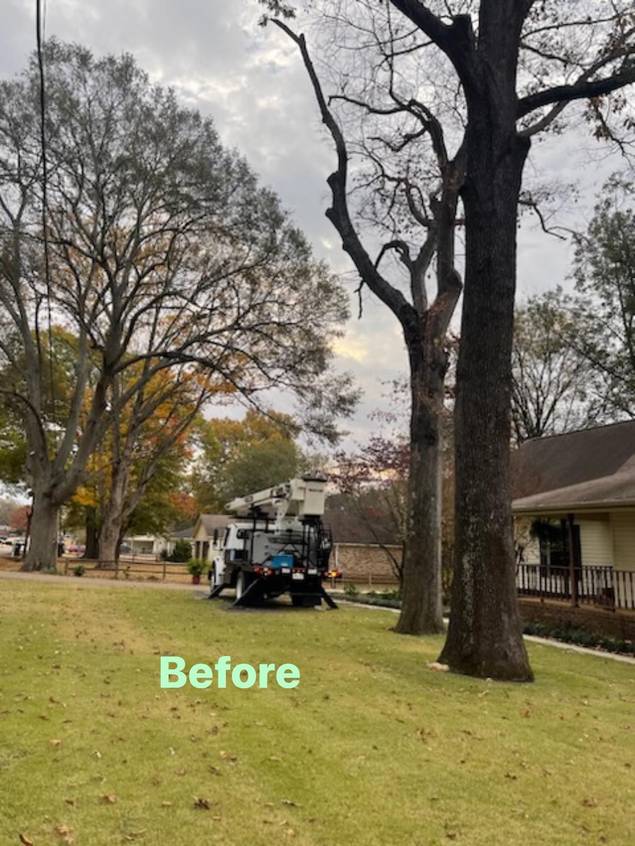 a before picture of a tree being cut down in front of a house