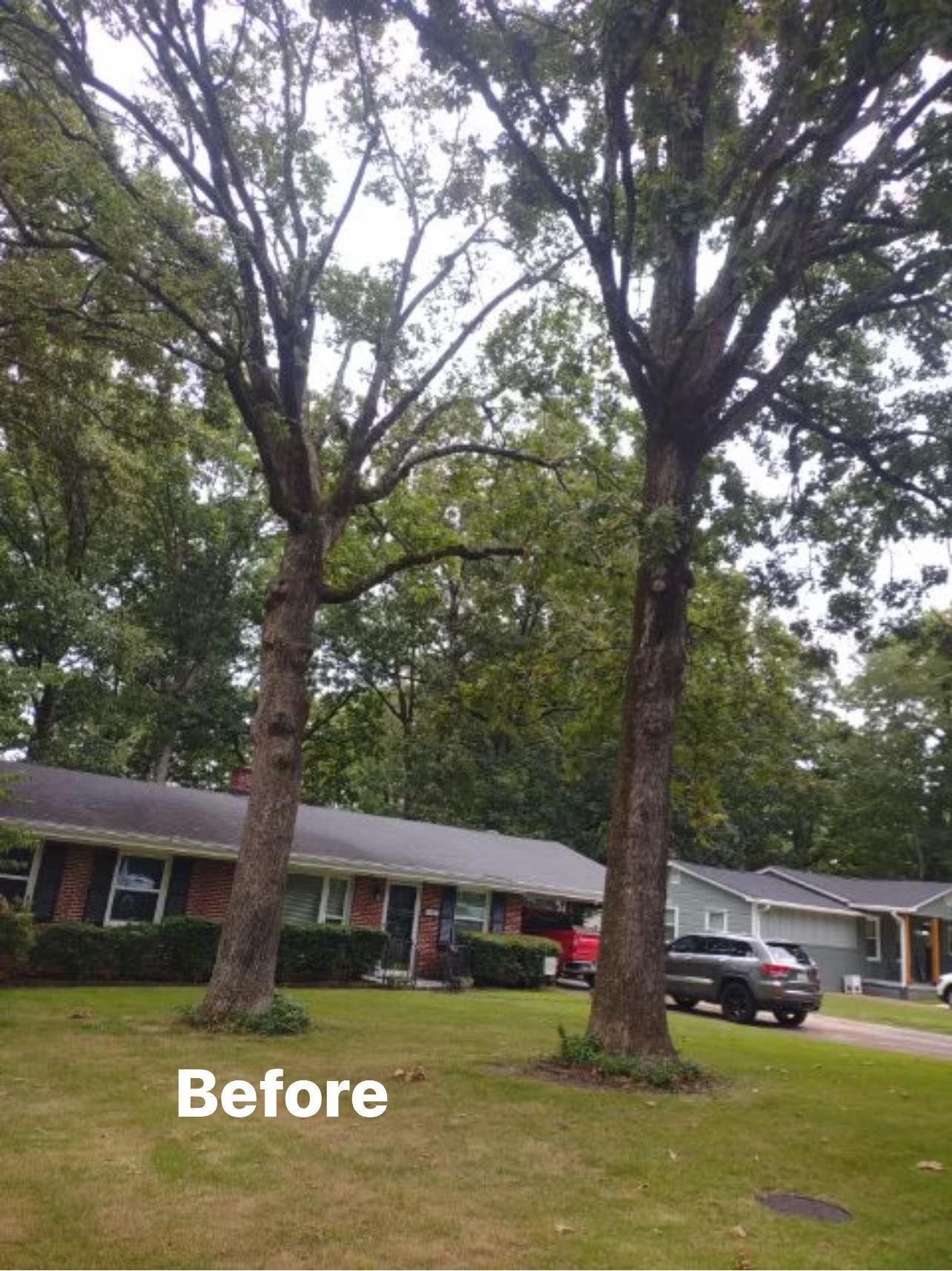a before picture of two trees in front of a house