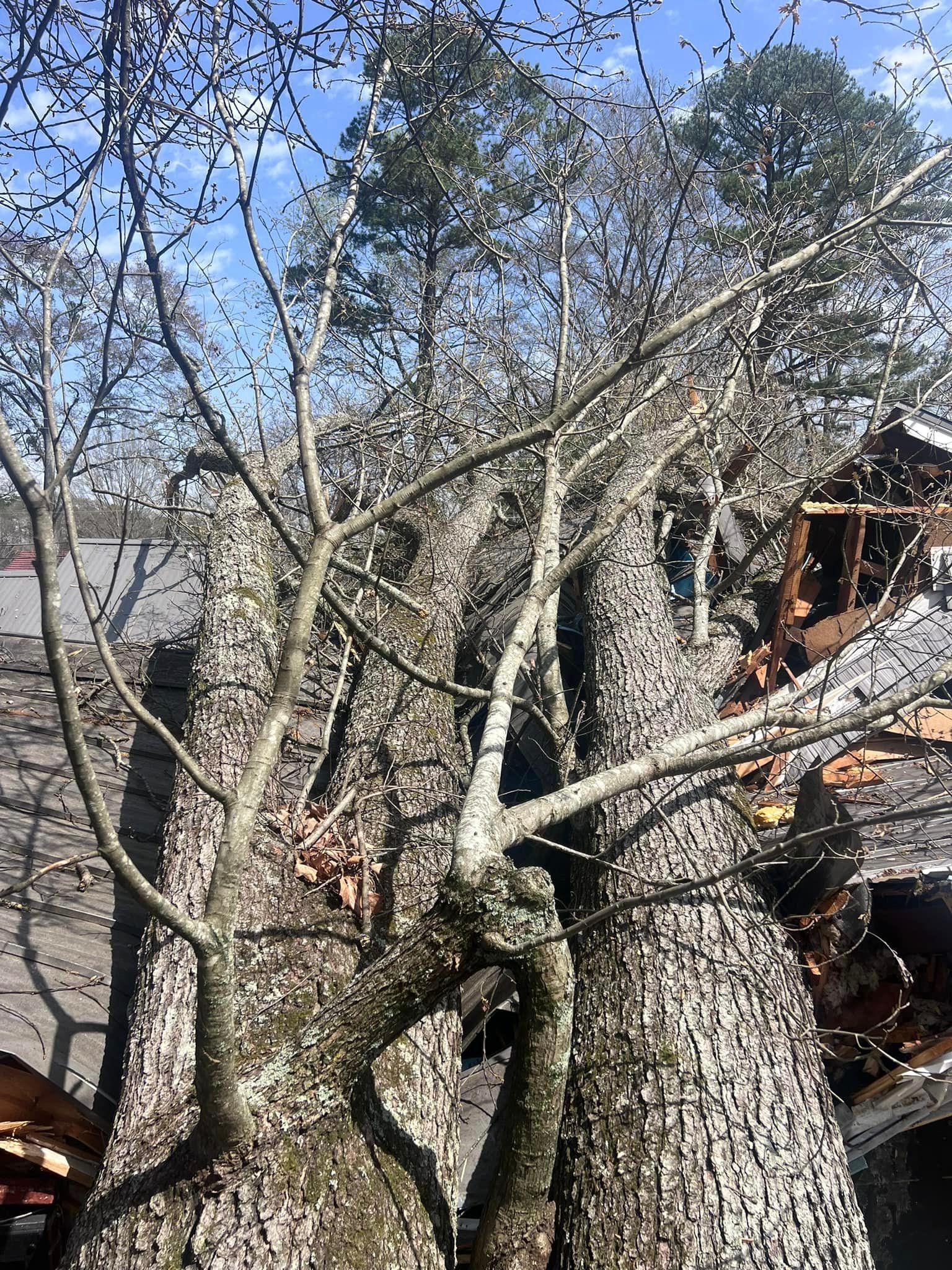 a large tree with a lot of branches is being cut down .