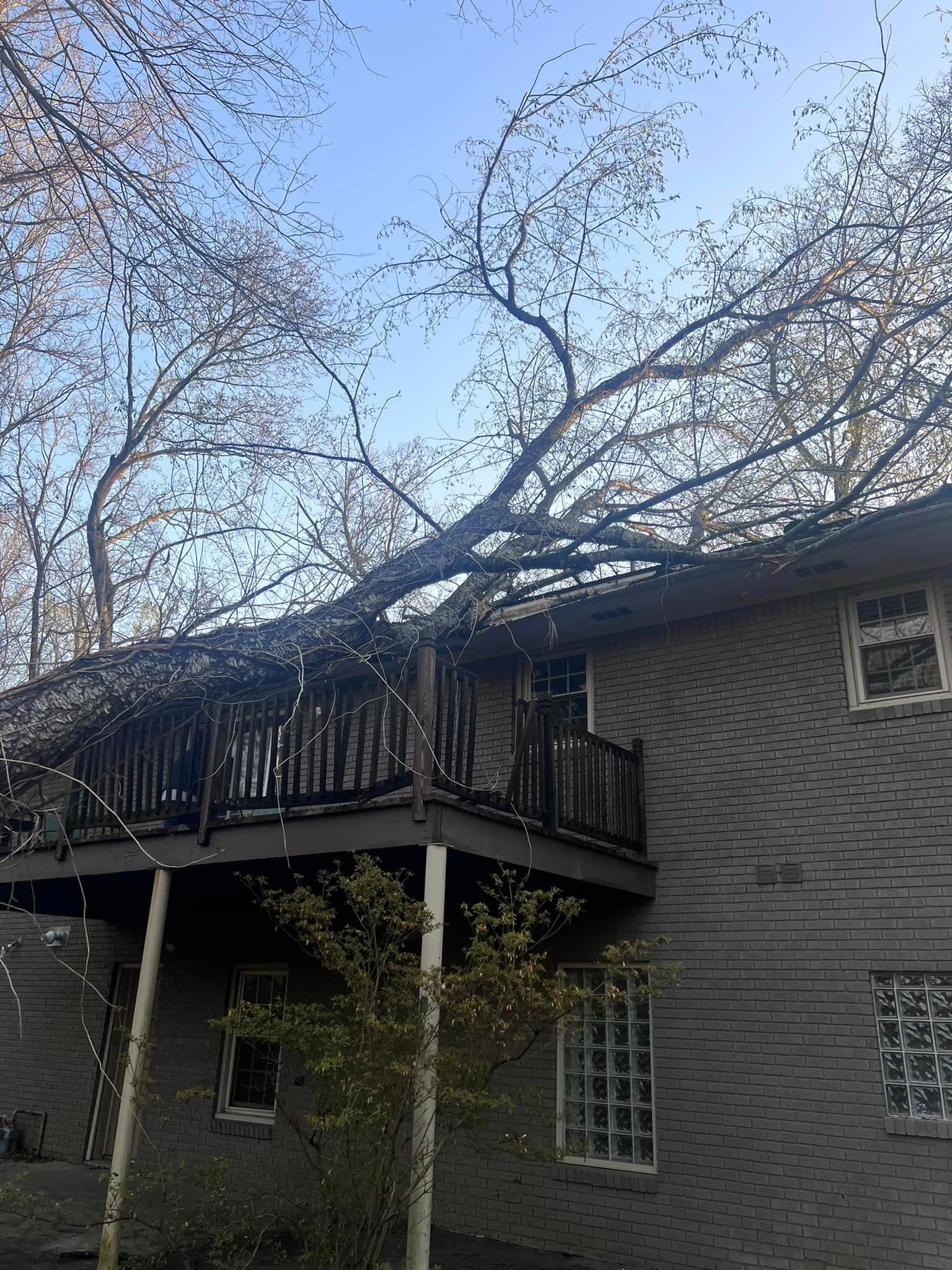 a tree has fallen on the roof of a house