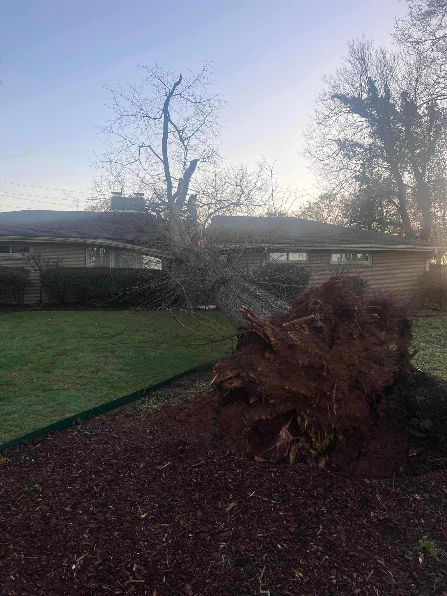 a fallen tree in a yard with a house in the background