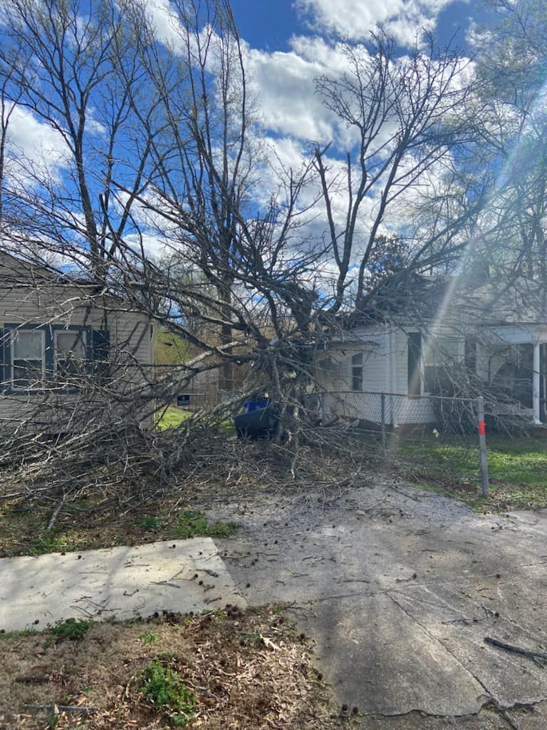 a tree that has fallen in front of a house