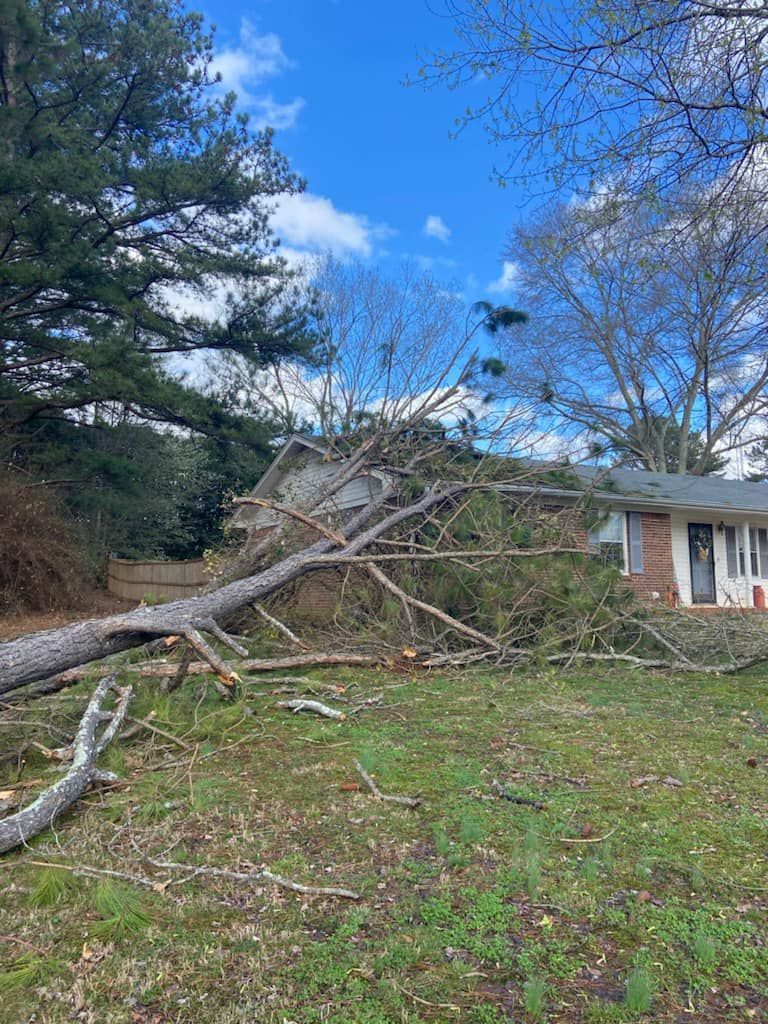 a tree that has fallen in front of a house
