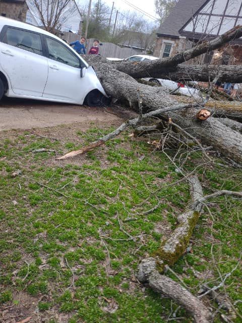 a white car has crashed into a tree in a driveway