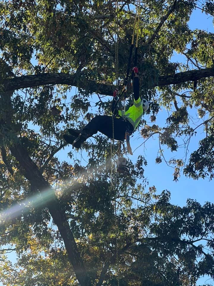 a man is hanging upside down from a tree branch
