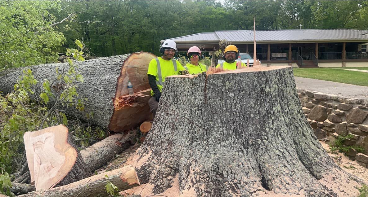 a group of people are standing around a large tree stump